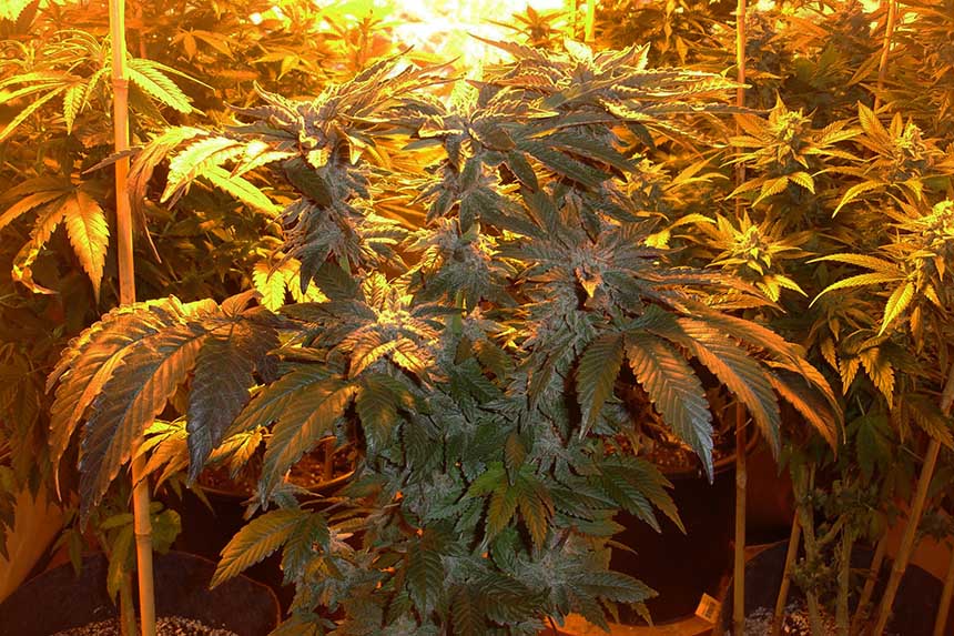 Culture de plant de cannabis chez un particulier